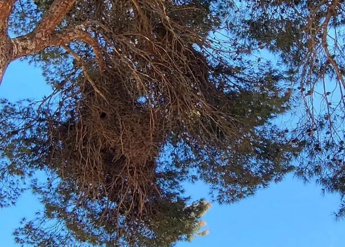 Mar Azul, Punta Prima,la Recoleta,4 Swimming Pools And Close To The Sea *